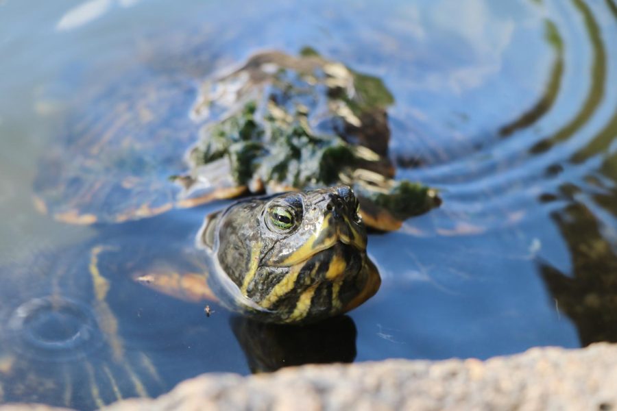Turtles and other animals have been introduced to the pond over time. Their populations are largely uncontrolled.