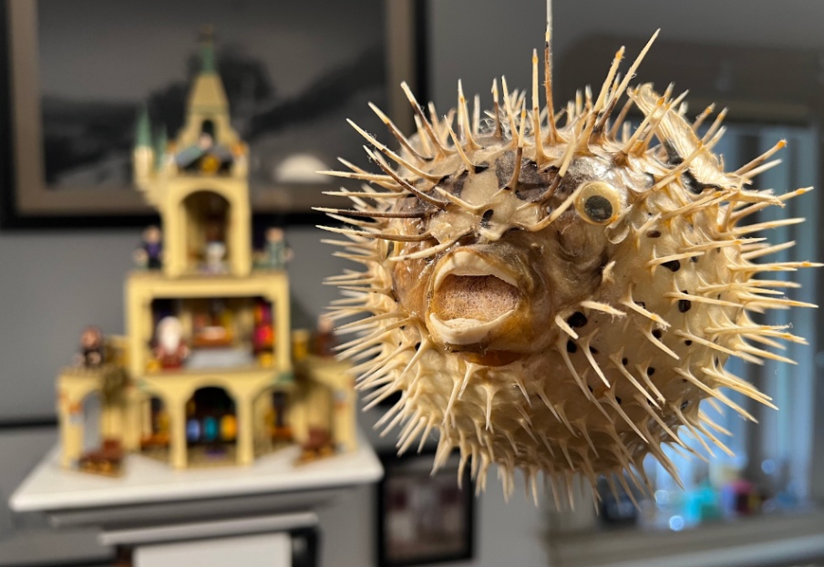 Mr. Comstocks office : A taxidermy pufferfish, in all its googly-eyed glory, dangles over my head. It once served as a costume piece for a surrealist birthday.